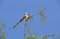 Scissor-tailed Flycatcher (Tyrannus forficatus) perched in tree, Starr County, Rio Grande Valley, Texas, USA. May 2002