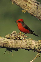 Male Vermilion Flycatcher (Pyrocephalus rubinus) at nest with young, Lake Corpus Christi, Texas, USA. May 2003