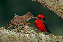 RF- Vermilion Flycatcher (Pyrocephalus rubinus) male giving insect to female for young in nest. Lake Corpus Christi, Texas, USA. May. (This image may be licensed either as rights managed or royalty fr...