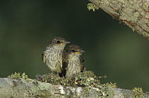 Vermilion Flycatcher {Pyrocephalus rubinus} young fledglings in nest, Lake Corpus Christi, Texas, USA,  2003