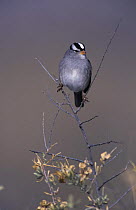 White-crowned Sparrow (Zonotrichia leucophrys) Bosque del Apache National Wildlife Refuge, New Mexico, USA. December 2003