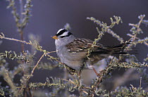 White-crowned Sparrow (Zonotrichia leucophrys) with frost, Bosque del Apache National Wildlife Refuge, New Mexico, USA. December 2003