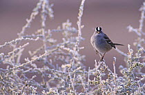 White-crowned Sparrow (Zonotrichia leucophrys) on branches covered in frost, Bosque del Apache National Wildlife Refuge, New Mexico, USA. December 2003