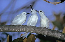 White / Fairy Terns (Gygis alba) adult and young preening, Honolulu, Hawaii, USA. August 1997