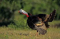 Male Wild Turkey (Meleagris gallopavo) calling (gobbling), Welder Wildlife Refuge, Sinton, Texas, USA. April 2005