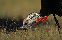 Portrait of head of male Wild Turkey (Meleagris gallopavo) eating, Welder Wildlife Refuge, Sinton, Texas, USA. April 2005