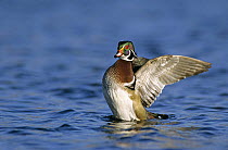 Male Wood Duck (Aix sponsa) flapping wings whilst in water, New Braunfels, Texas, USA. March 2001