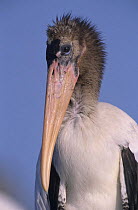 Portrait of immature American Wood Ibis / Wood Stork (Mycteria americana) Lake Corpus Christi, Texas, USA. June 2003