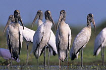 Group of American Wood Ibis / Wood Storks (Mycteria americana) Lake Corpus Christi, Texas, USA. June 2003