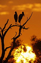 Wood Storks (Mycteria americana) silhouetted against rising sun, Lake Corpus Christi, Texas, USA. June 2003