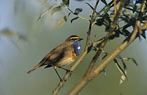 Male White-spotted Bluethroat (Luscinia svecica cyanecula) singing, Fretterans, France. May 1999