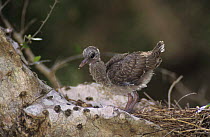 Juvenile White-fronted / White-tipped Dove (Leptotila verreauxi) in nest in cactus, Cameron County, Rio Grande Valley, Texas, USA. May 2004
