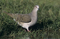 White-fronted / White-tipped Dove (Leptotila verreauxi) by water, Starr County, Rio Grande Valley, Texas, USA. May 2002