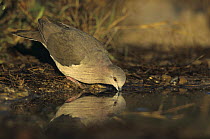 White-fronted / White-tipped Dove (Leptotila verreauxi) drinking at pool, Starr County, Rio Grande Valley, Texas, USA. May 2002