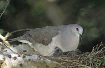 White-fronted / White-tipped Dove (Leptotila verreauxi) sitting on nest with young in a cactus, Cameron County, Rio Grande Valley, Texas, USA. May 2004