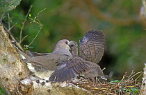 White-fronted / White-tipped Dove (Leptotila verreauxi) feeding young in a nest on a cactus Cameron County, Rio Grande Valley, Texas, USA. May 2004