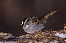 White-throated Sparrow (Zonotrichia albicollis) on log with ice, Burlington, North Carolina, USA. January 2005