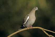White-winged Dove (Zenaida asiatica) San Antonio, Texas, USA. September 2003