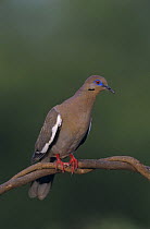 White-winged Dove (Zenaida asiatica) Lake Corpus Christi, Texas, USA. May 2003