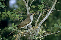Yellow-billed Cuckoo (Coccyzus americanus) on nest feeding young, Welder Wildlife Refuge, Sinton, Texas, USA. June 2005
