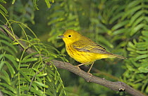 Male Yellow Warbler (Dendroica petechia) South Padre Island, Texas, USA. May 2005