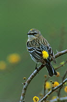 RF- Yellow-rumped Warbler (Dendroica coronata) on flowering Huisache (Acacia farnesiana). Lake Corpus Christi, Texas, USA. March. (This image may be licensed either as rights managed or royalty free.)