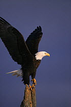 American bald eagle {Haliaeetus leucocephalus} alighting, USA