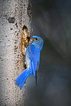 Male Bluebird {Siala sp} with insect at the nest, Grand Teton National Park, Wyoming, USA