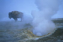 Bison {Bison bison} bull warming-up next to thermal pool during winter, Yellowstone National Park, USA