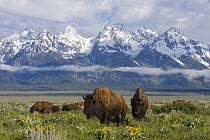 Bison {Bison bison} Grand Teton National Park in spring, Wyoming, USA