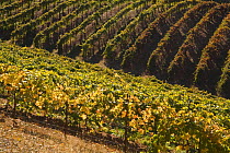 Vineyards on slope, El Dorado County, California, USA