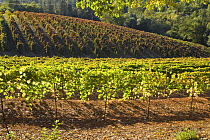 Vineyards, El Dorado County, California, USA