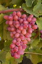 Bunch of Grapes {Vitis sp.} on the vine in California.