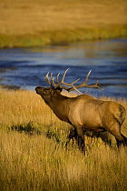 Bull elk {Cervus elaphus} Yellowstone National Park, Yellowstone, Wyoming, USA