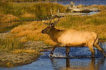 Bull elk {Cervus elaphus} crossing the Madison River, Yellowstone National Park, Wyoming.