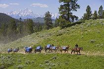 Pack train of mules leaving Turpin Meadows, Bridger-Teton National Forest, Yellowstone, USA