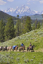 Pack train of horses leaving Turpin Meadows, Bridger-Teton National Forest, Yellowstone, USA