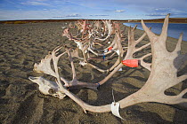 Central ground carribou / Reindeer antlers laying on beach of Couragous Lake, NW Territories, Canada