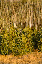 Lodgepole pine trees {Pinus contorta latifolia}  Regrowth in 2006 after fires of 1988, Wyoming, USA Note - in background, dead trees killed by fire