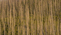 Regrowth of Lodgepole pine trees in 2006 {Pinus contorta latifolia} between standing dead trees, killed after fires of 1988, Wyoming, USA