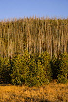 Lodgepole pine trees {Pinus contorta latifolia}  regrowth in 2006 after fires of 1988, Wyoming, USA Note - in background trees killed by fire