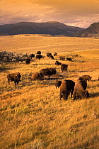 Buffalo / Bison {Bison bison} grazing in Lamar Valley, Yellowstone National Park, Wyoming, USA