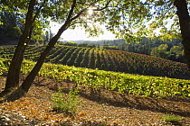 Vineyard in El Dorado County, California, USA