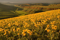 Arrowleaf Balmroot / Balsam root {Balsamorhize sagittata} in bloom, South Pass looking into Red Canyon, near Lander, Wyoming, USA