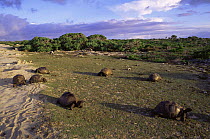 Aldabran giant tortoises (Geochelone gigantea) feeding on 'tortoise turf', Picard Island, Aldabra Atoll, Seychelles, Indian Ocean