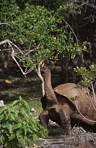 Aldabran giant tortoise (Geochelone gigantea) stretching to feed on leaves on high branch, Aldabra Atoll, Seychelles, Indian Ocean. Taken on location for "Natural World: Seychelles"