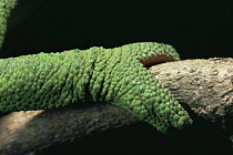 Close up of Jackson's chameleon foot (Chameleo jacksonii) gripping branch, Kenya.