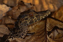 Dwarf caiman (Paleosuchius palpebrosus) Ecuadorian Amazon, South America.