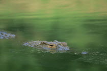 Nile crocodile (Crocodylus niloticus) submerged with head in view, Hluhluwe Umfolozi Park, KwaZulu Natal, South Africa.