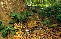 Madagascar ground boa {Acrantophis madagascariensis} on forest floor, Lokobe NR, Nosybe, NW Madagascar